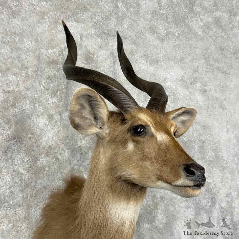 Zambezi Sitatunga Shoulder Mount For Sale #32011 @ The Taxidermy Store