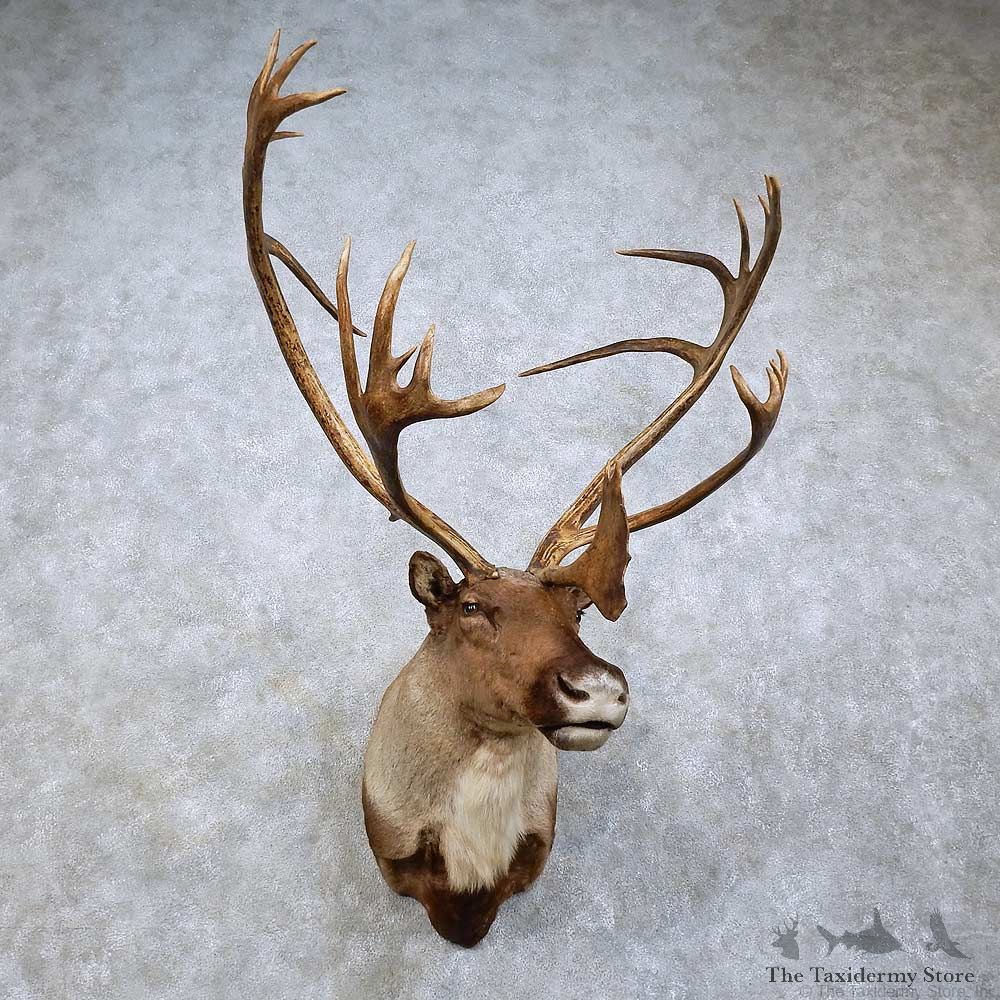 Barren Ground Caribou Shoulder Mount For Sale #15831 @ The Taxidermy Store
