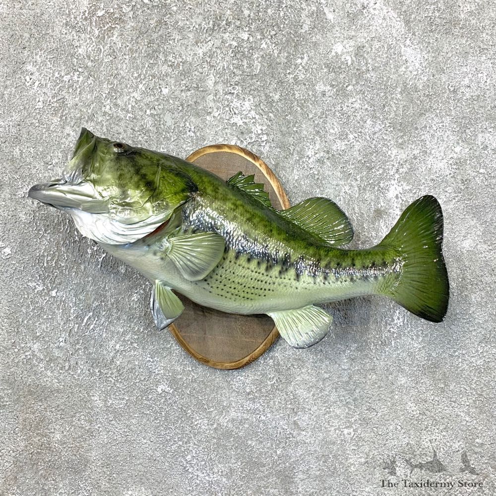 Largemouth Bass Fish Mount For Sale #23835 @ The Taxidermy Store