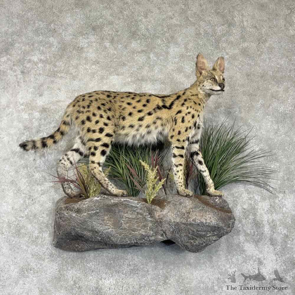 South African Serval Life-Size Mount For Sale #31634 @ The Taxidermy Store