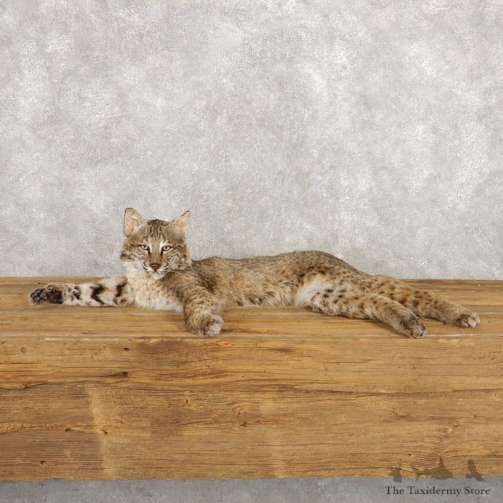 Bobcat Life-Size Mount For Sale #18794 @ The Taxidermy Store