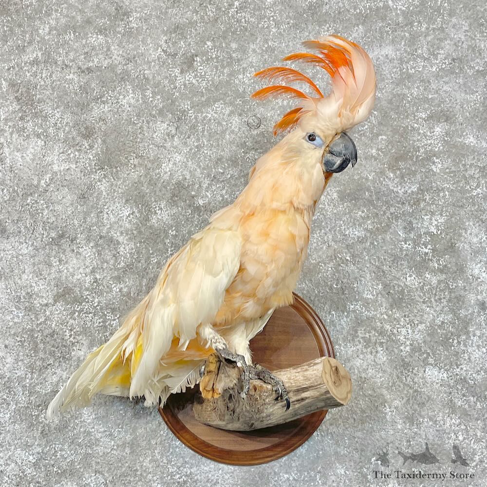 Salmon-Crested Cockatoo Bird Mount for Sale #28434 @ The Taxidermy Store