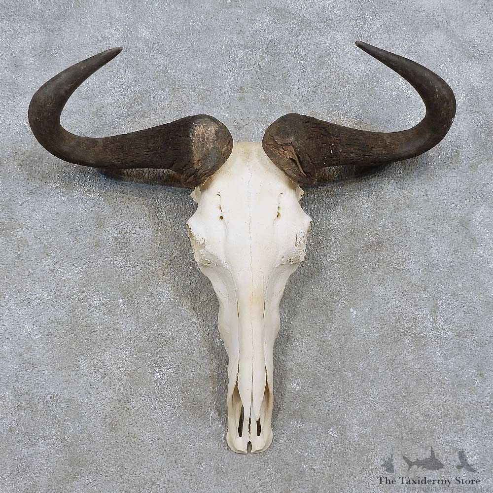 Blue Wildebeest Skull European Mount For Sale #15717 @ The Taxidermy Store