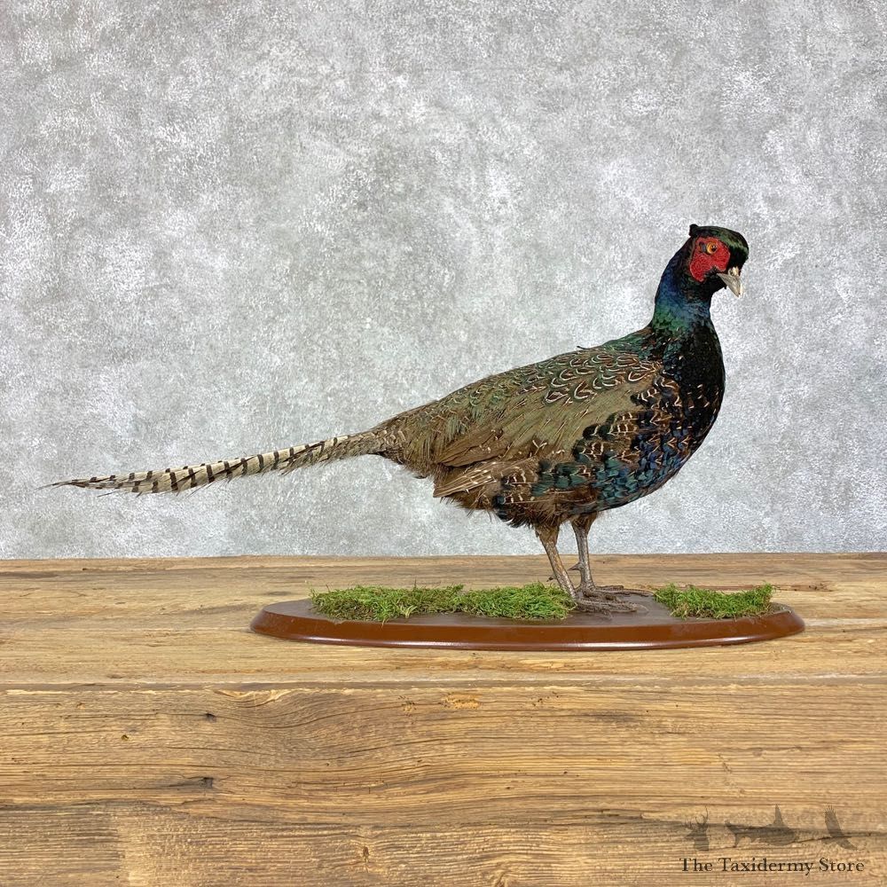 Green Pheasant Taxidermy Mount #21392 For Sale @ The Taxidermy Store