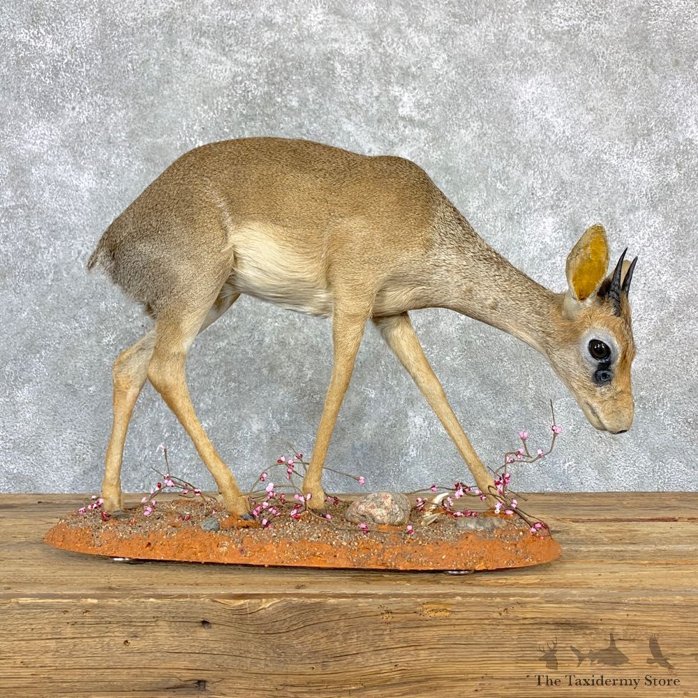 Kirk's Dik-Dik Life-Size Mount For Sale #28876 @ The Taxidermy Store