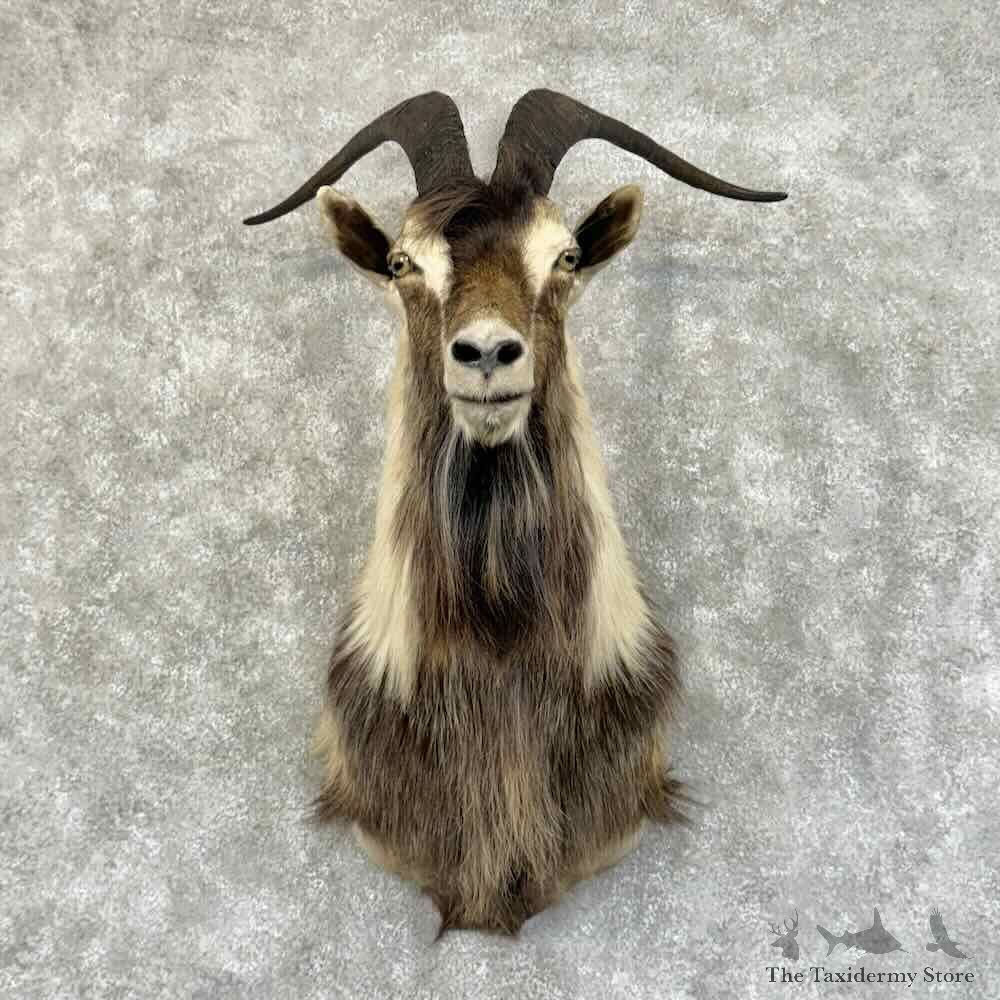 Hybrid Ibex Shoulder Mount For Sale #31204 @ The Taxidermy Store