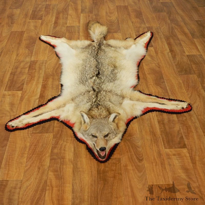 Coyote Rug Taxidermy Mount #17433 For Sale @ The Taxidermy Store
