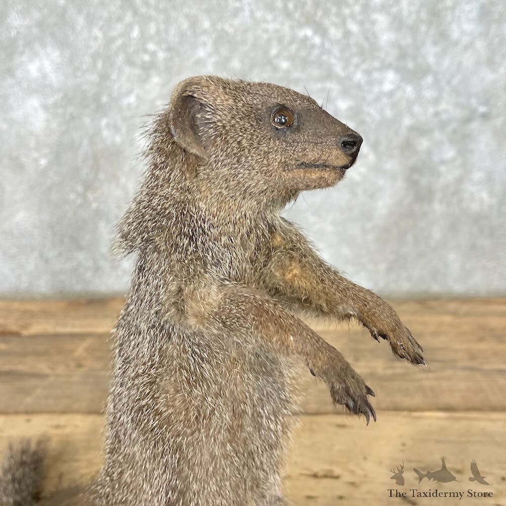 Common Dwarf Mongoose Life-Size Mount For Sale #27761 @ The Taxidermy Store