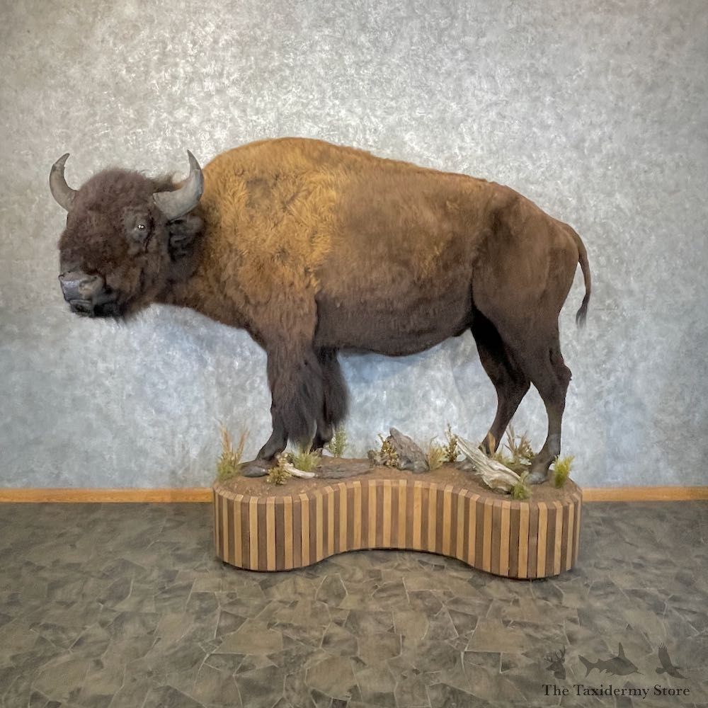 American Bison-Life-Size Mount For Sale #25202 @ The Taxidermy Store