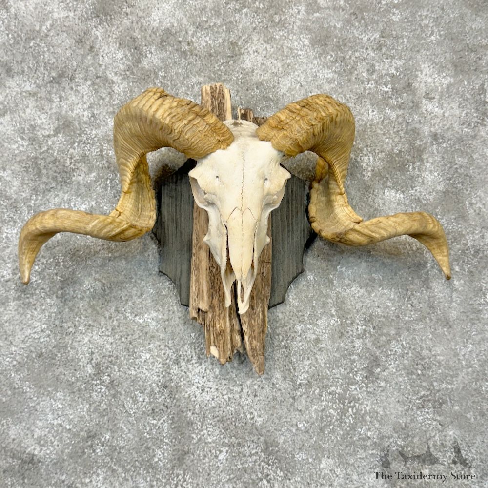 Corsican Ram Skull European Mount For Sale #29822 @ The Taxidermy Store