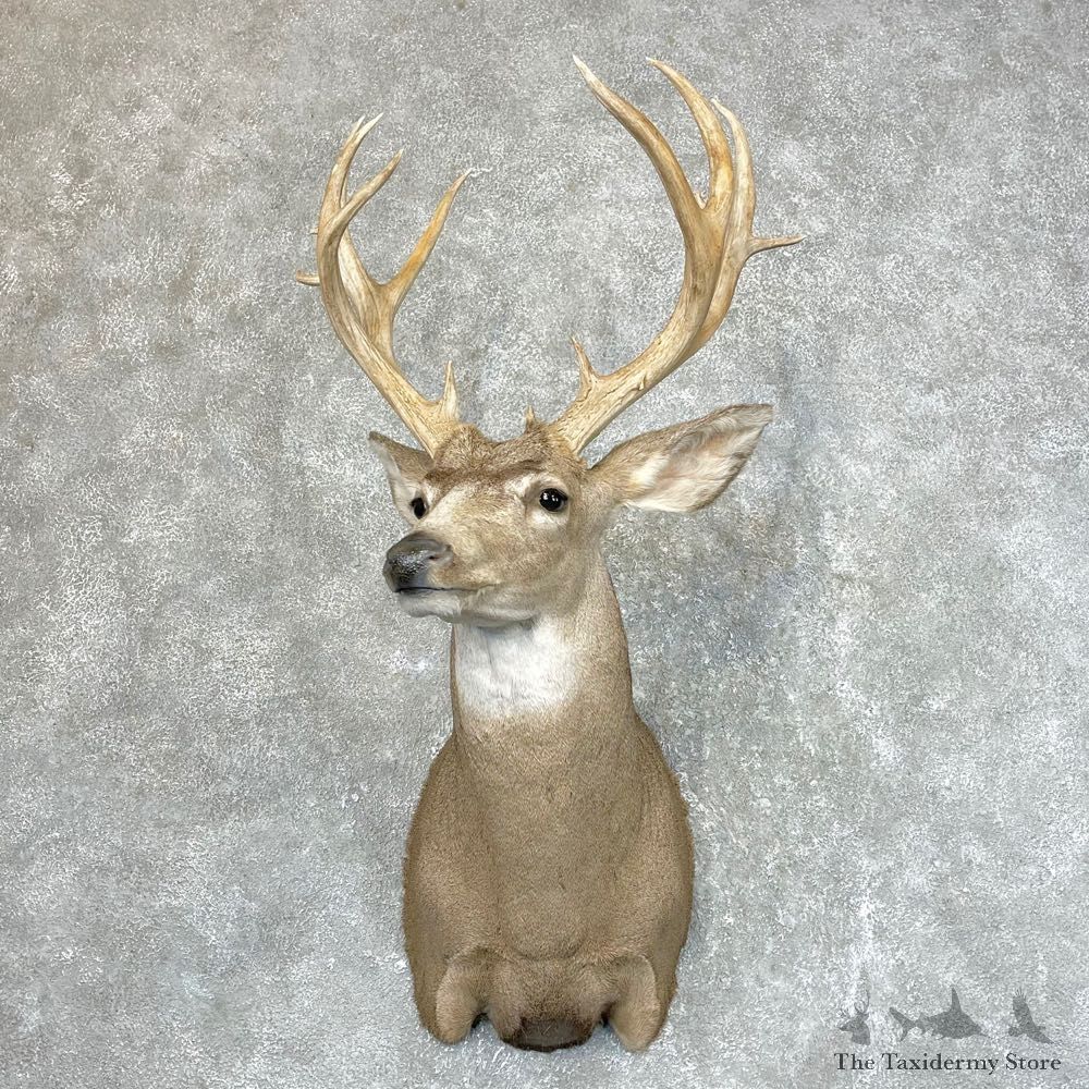 Mule Deer Shoulder Mount For Sale #24514 @ The Taxidermy Store