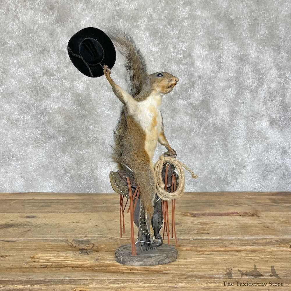 Novelty Grey Squirrel Mount For Sale #28322 @ The Taxidermy Store