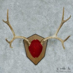 Mule Deer Antler Mount #13452 For Sale @ The Taxidermy Store