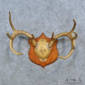 Whitetail Deer Antler Plaque Mount For Sale #15353 @ The Taxidermy Store