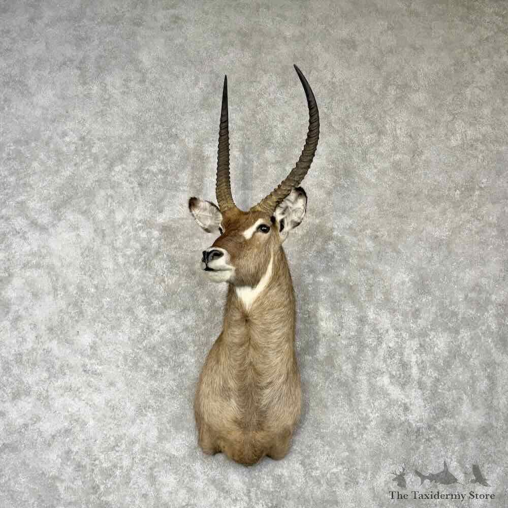 Common Waterbuck Shoulder Mount For Sale #30420 @ The Taxidermy Store