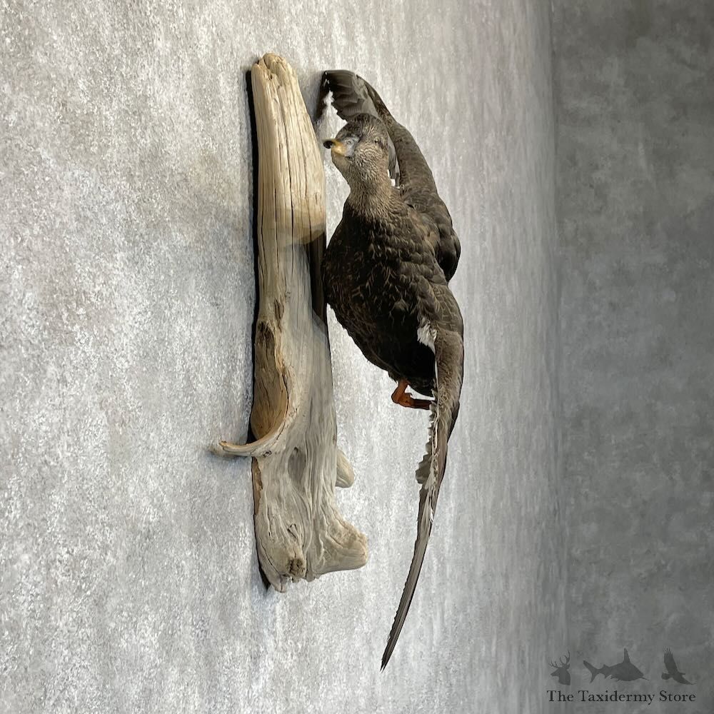 Black Duck Drake Bird Mount For Sale #28202 @ The Taxidermy Store