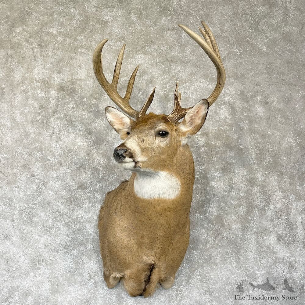 Whitetail Deer Shoulder Mount For Sale #28152 - The Taxidermy Store