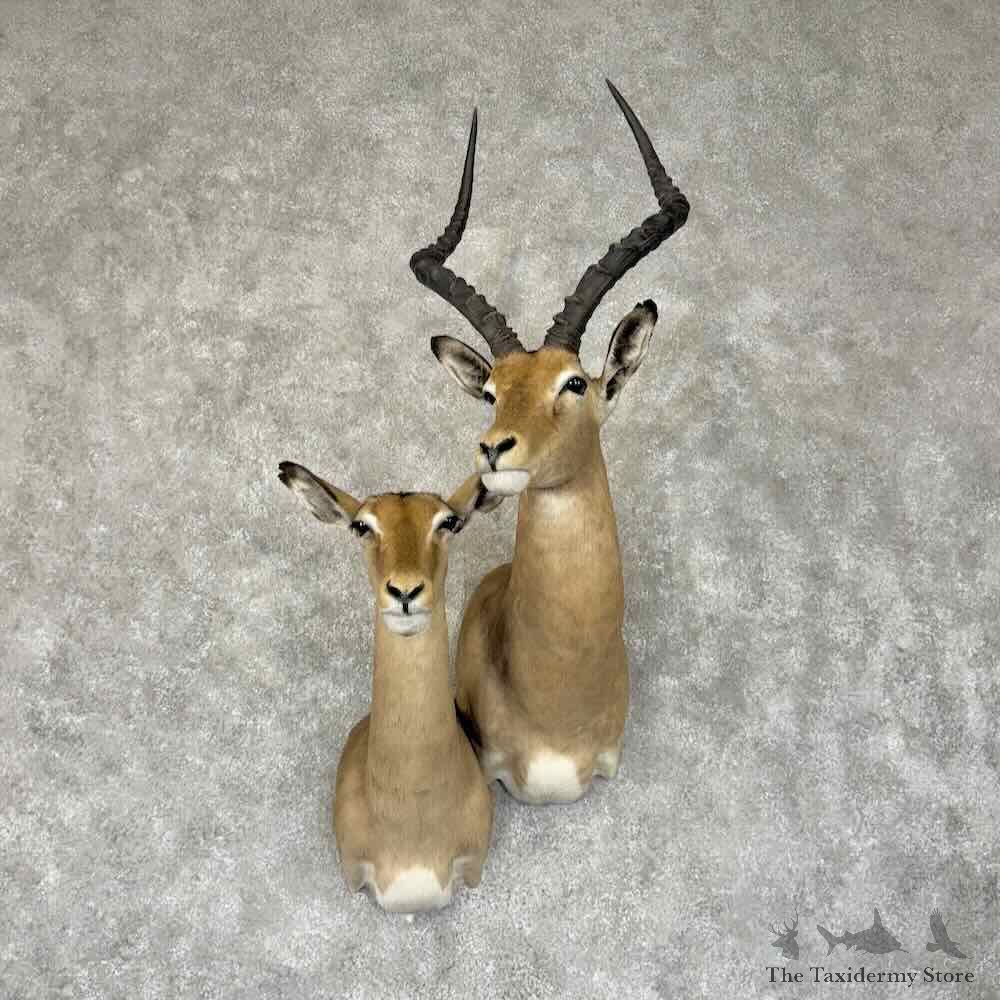 South African Impala Pair Shoulder Mount For Sale #31334 @ The Taxidermy Store