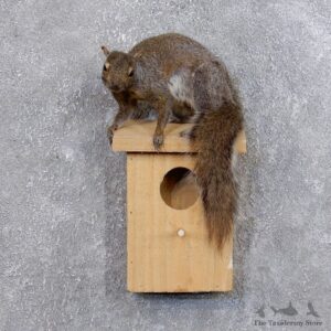 Squirrel & Birdhouse Mount For Sale #18747 @ The Taxidermy Store