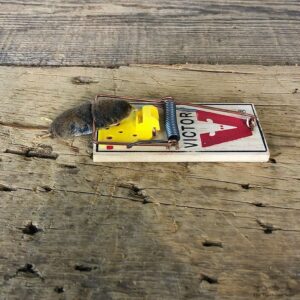 Shrew Trap Novelty Mount For Sale #19902 @ The Taxidermy Store