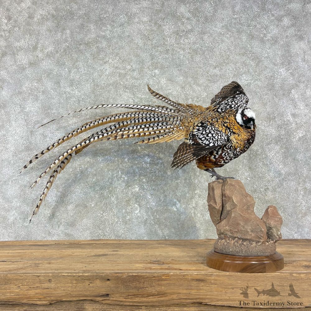 Reeves Pheasant Mount For Sale #25997 @ The Taxidermy Store