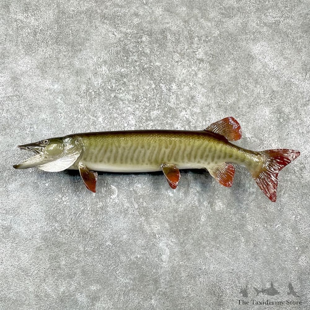 Tiger Musky Fish Taxidermy Mount For Sale #26142 - The Taxidermy Store