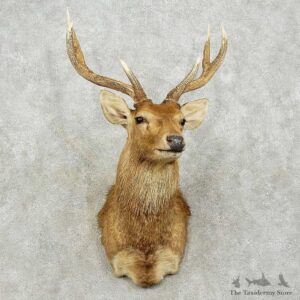Moulaccan Rusa Deer Shoulder Mount For Sale #15817 @ The Taxidermy Store
