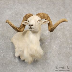 Texas Dall White Corsican Ram Taxidermy Pedestal Shoulder Mount #20533 For Sale @ The Taxidermy Store