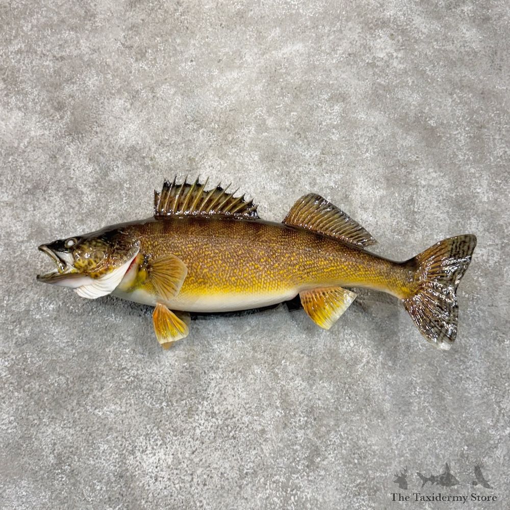 Walleye Fish Mount For Sale #29885 @ The Taxidermy Store