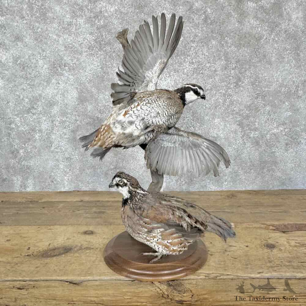 Bobwhite Quail Pair Bird Mount For Sale #31572 @ The Taxidermy Store