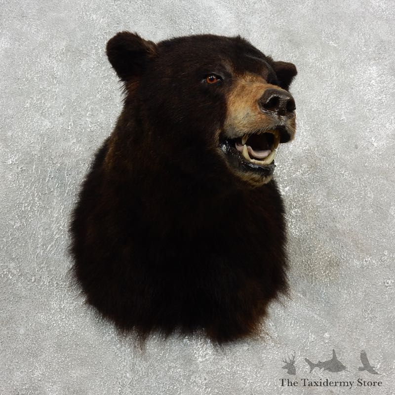 Black Bear Shoulder Taxidermy Head Mount For Sale #17755 @ The Taxidermy Store