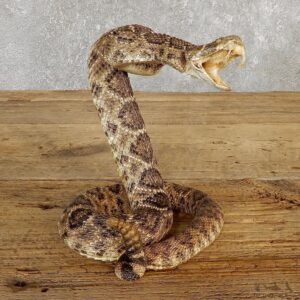 Western Diamondback Rattlesnake Mount For Sale #19981 @ The Taxidermy Store