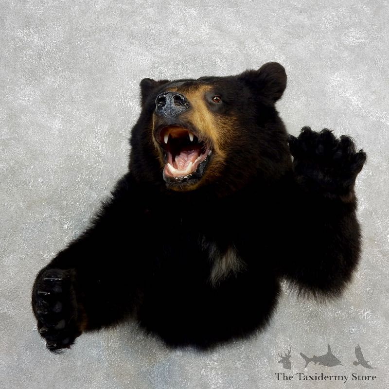 Black Bear 1/2-Life-Size Mount For Sale #17757 @ The Taxidermy Store