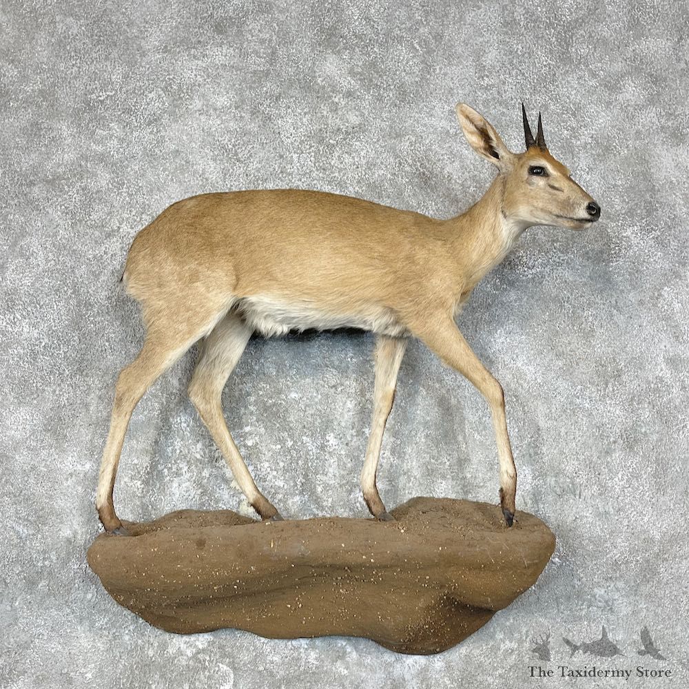 Bush Duiker Life Size Mount For Sale #28889 @ The Taxidermy Store