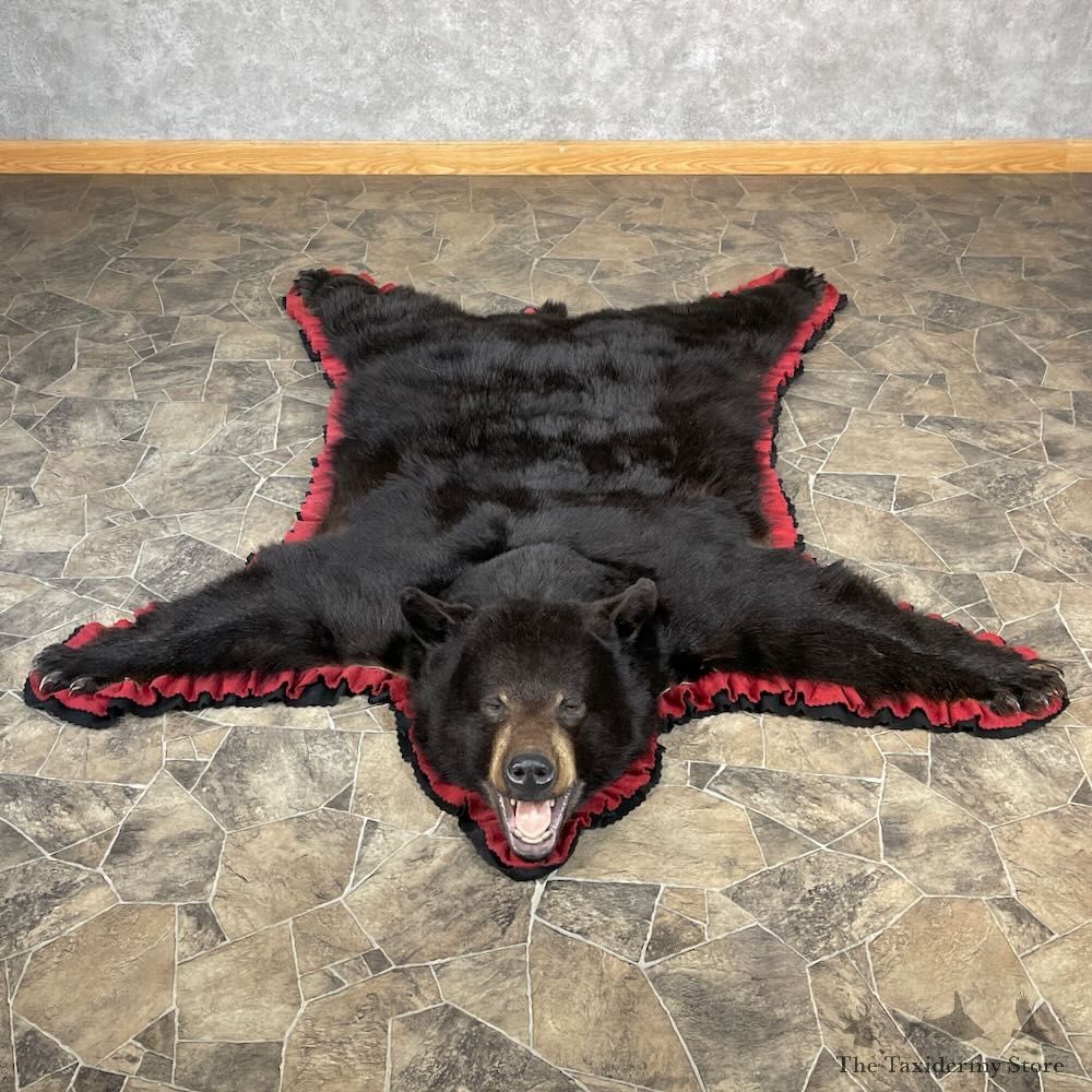 Black Bear Full-Size Rug For Sale #27848 @ The Taxidermy Store