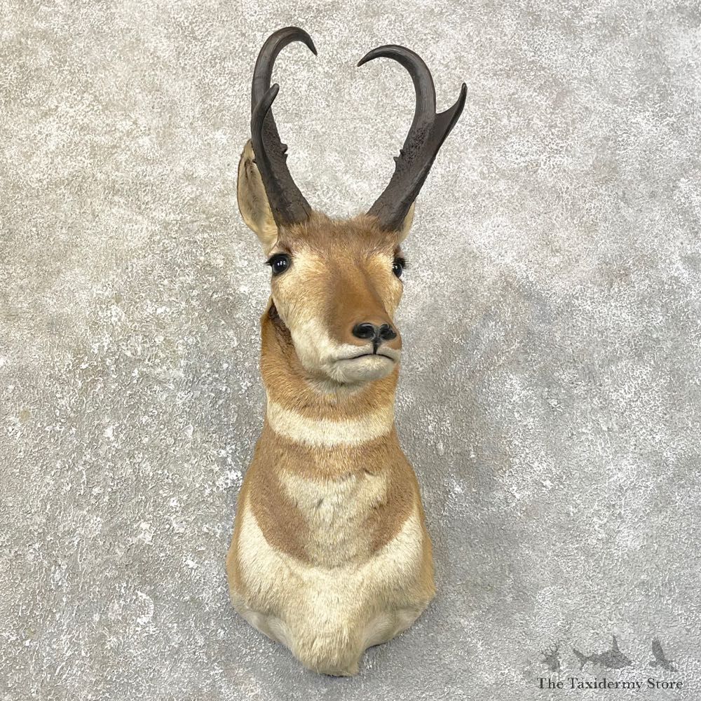 Pronghorn Antelope Shoulder Mount For Sale #25160 @ The Taxidermy-Store