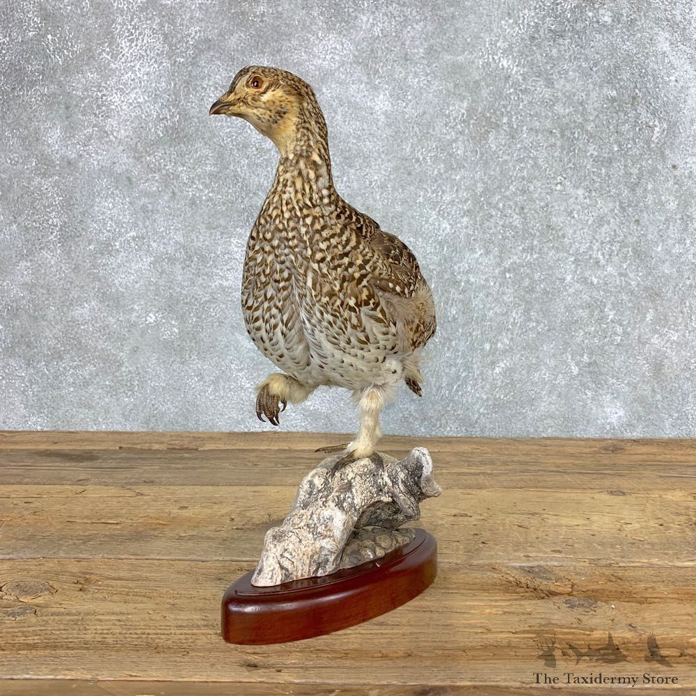 Sharp-tailed Grouse Bird Mount For Sale #21515 @ The Taxidermy Store