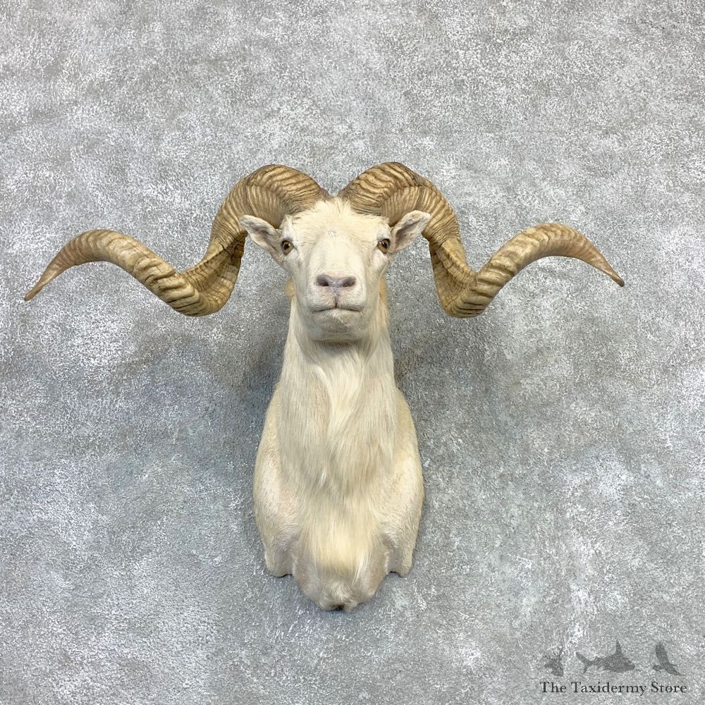 Texas Dall Sheep Taxidermy Shoulder Mount For Sale #23119 @ The Taxidermy Store