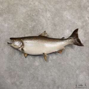 King Salmon Fish Mount For Sale #19705 @ The Taxidermy Store