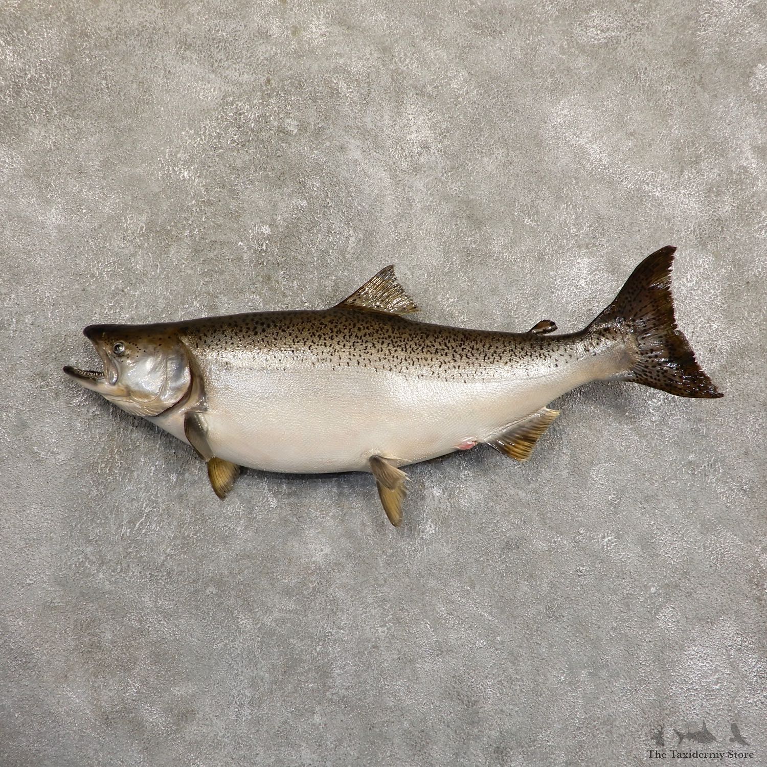 King Salmon Fish Mount For Sale #19705 @ The Taxidermy Store