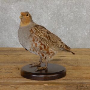 Hungarian Grey Partridge Taxidermy Mount #19810 For Sale @ The Taxidermy Store