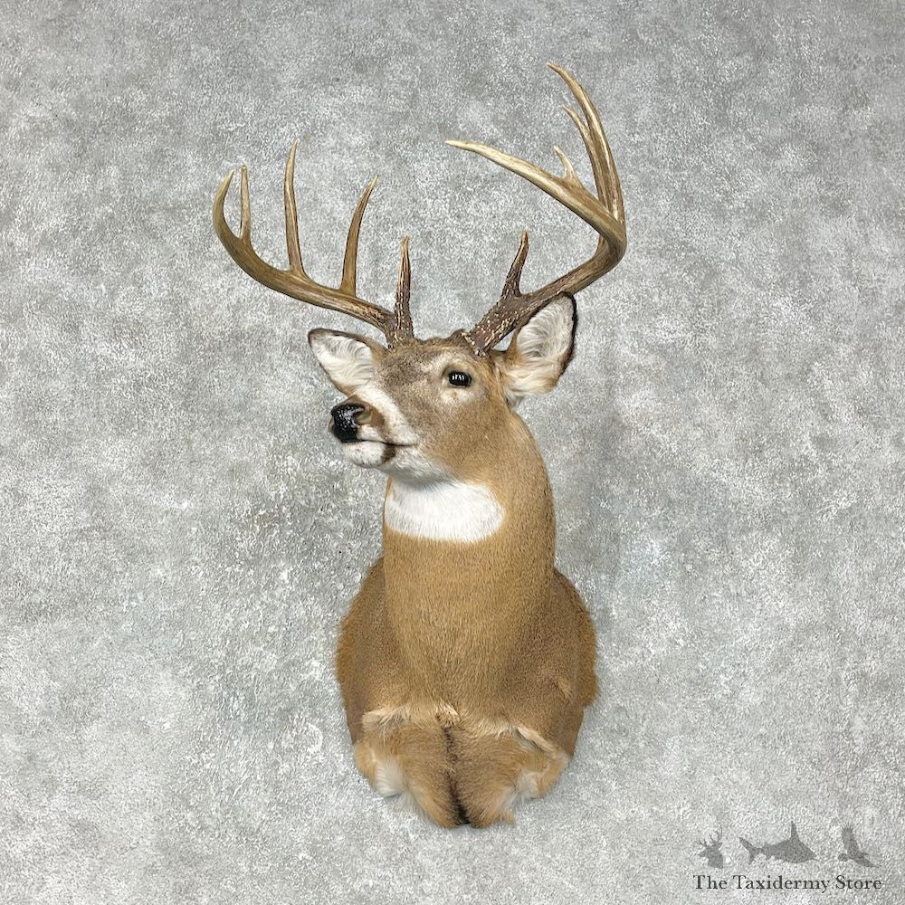 Whitetail Deer Shoulder Mount #25400 For Sale - The Taxidermy Store