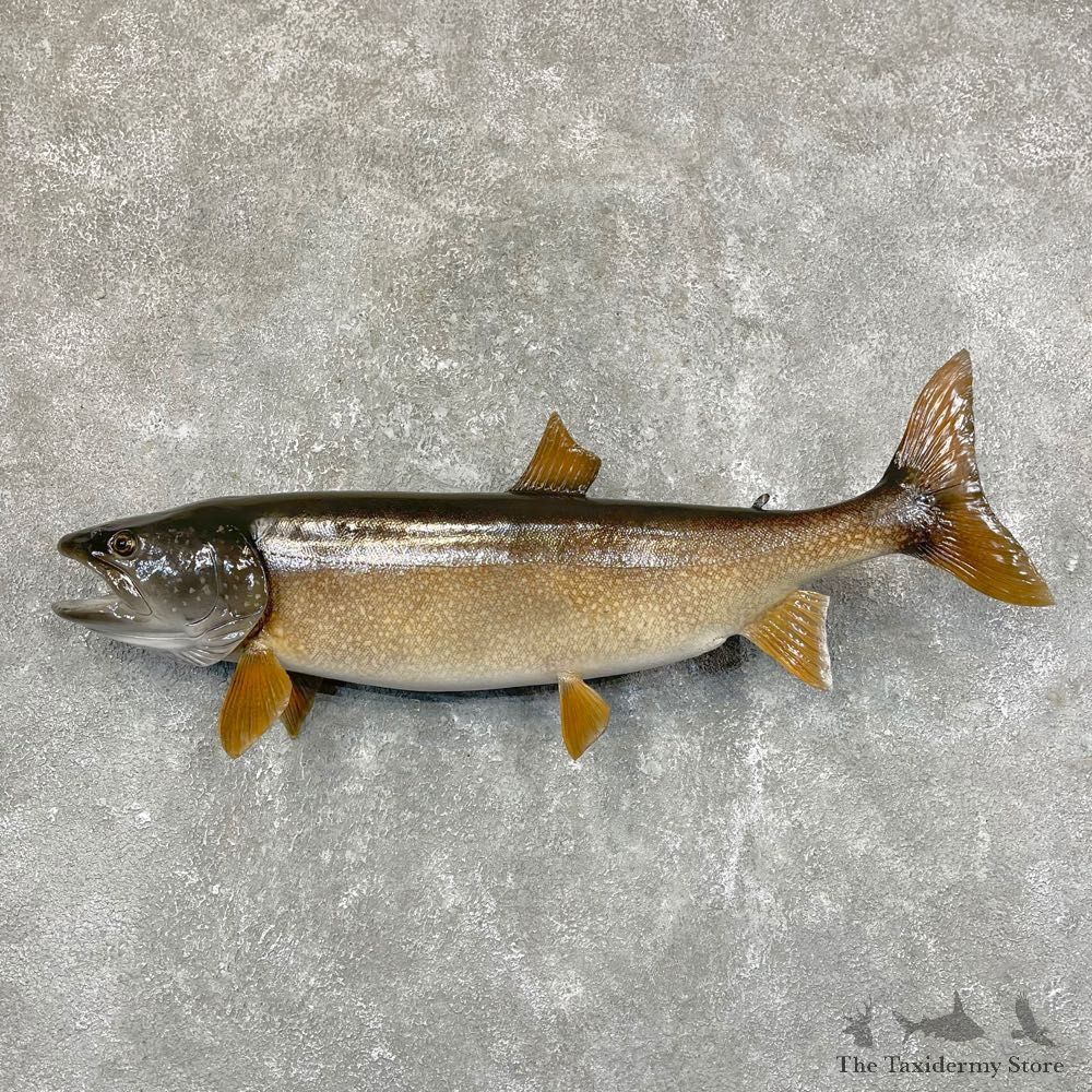 Lake Trout Freshwater Fish Mount For Sale #24529 @ The Taxidermy Store
