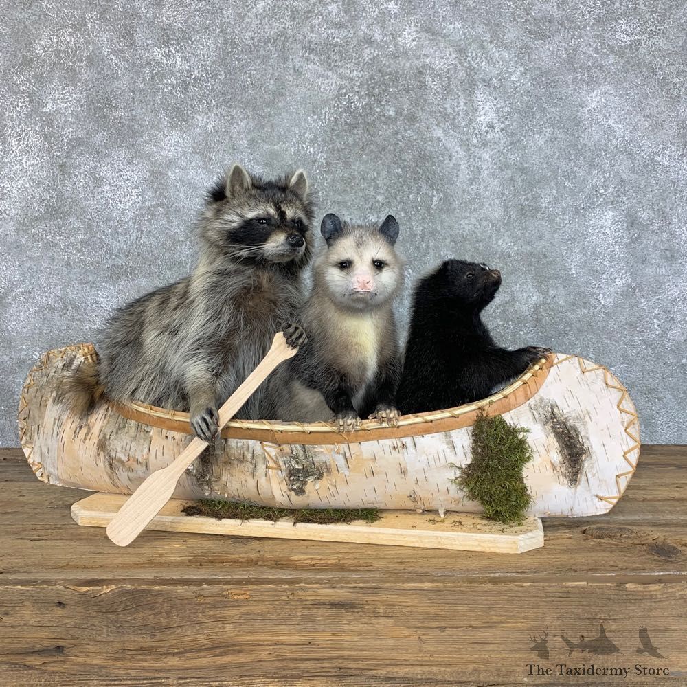 Canoeing Pals Novelty Mount For Sale #22401 @ The Taxidermy Store