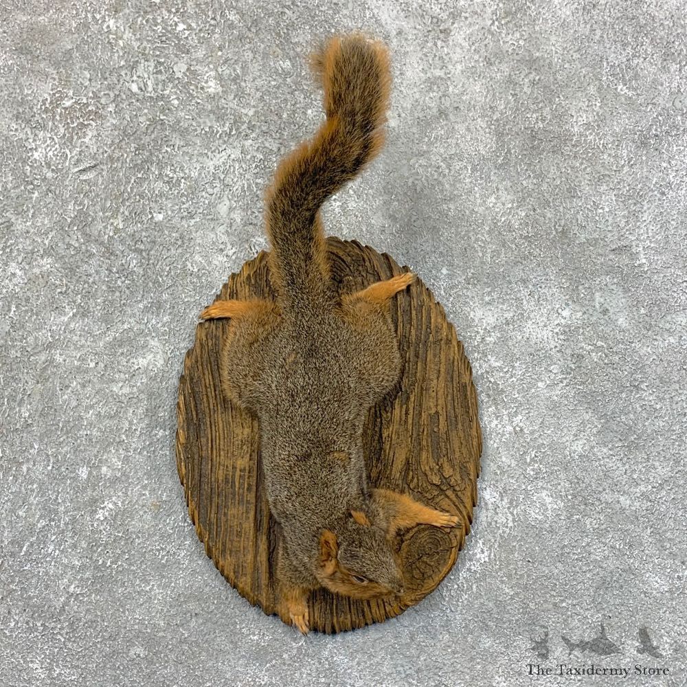 Fox Squirrel Mount For Sale #23562 @ The Taxidermy Store