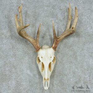 Whitetail Deer Skull & Antler European Mount #13482 For Sale @ The Taxidermy Store