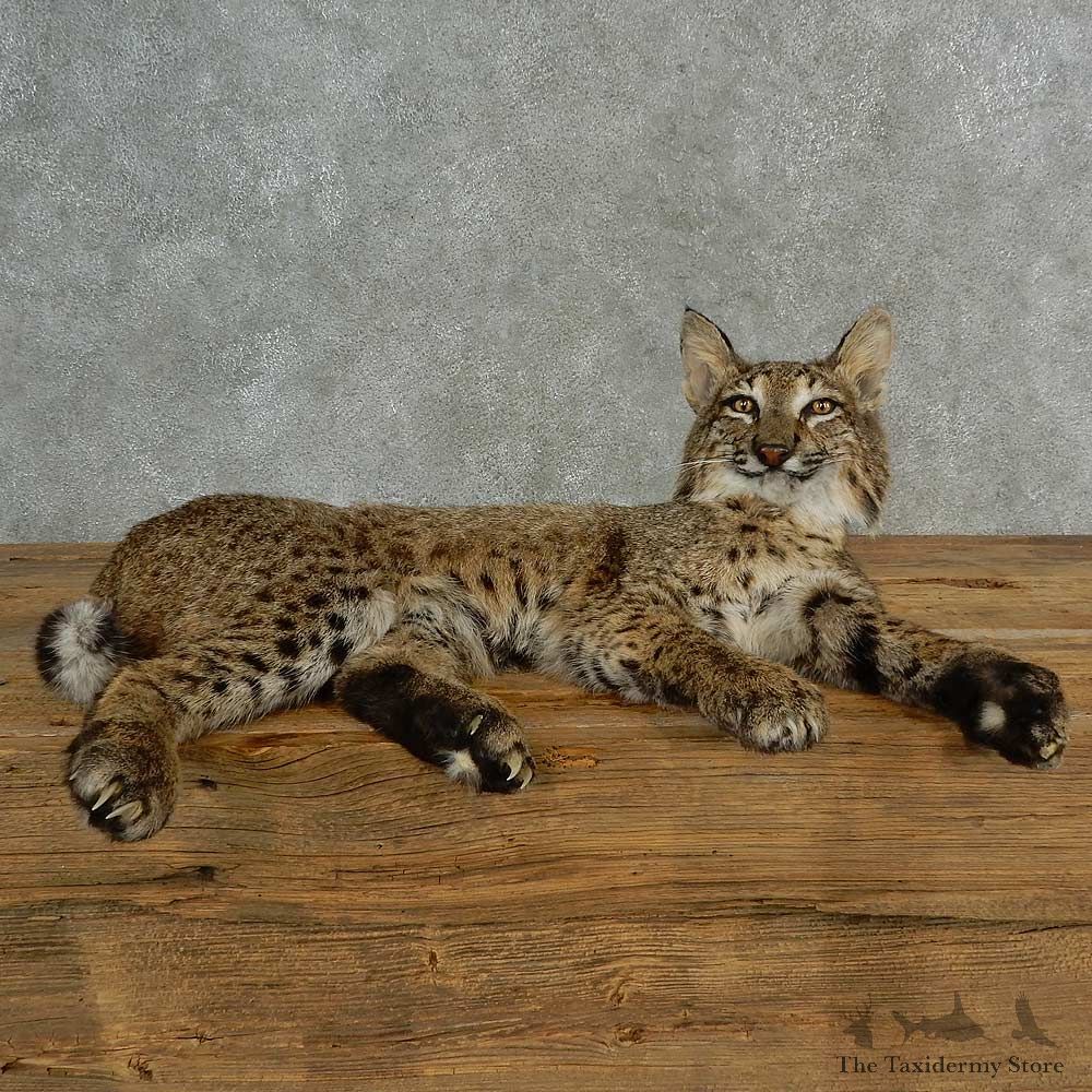 Bobcat Life-Size Mount For Sale #16987 @ The Taxidermy Store