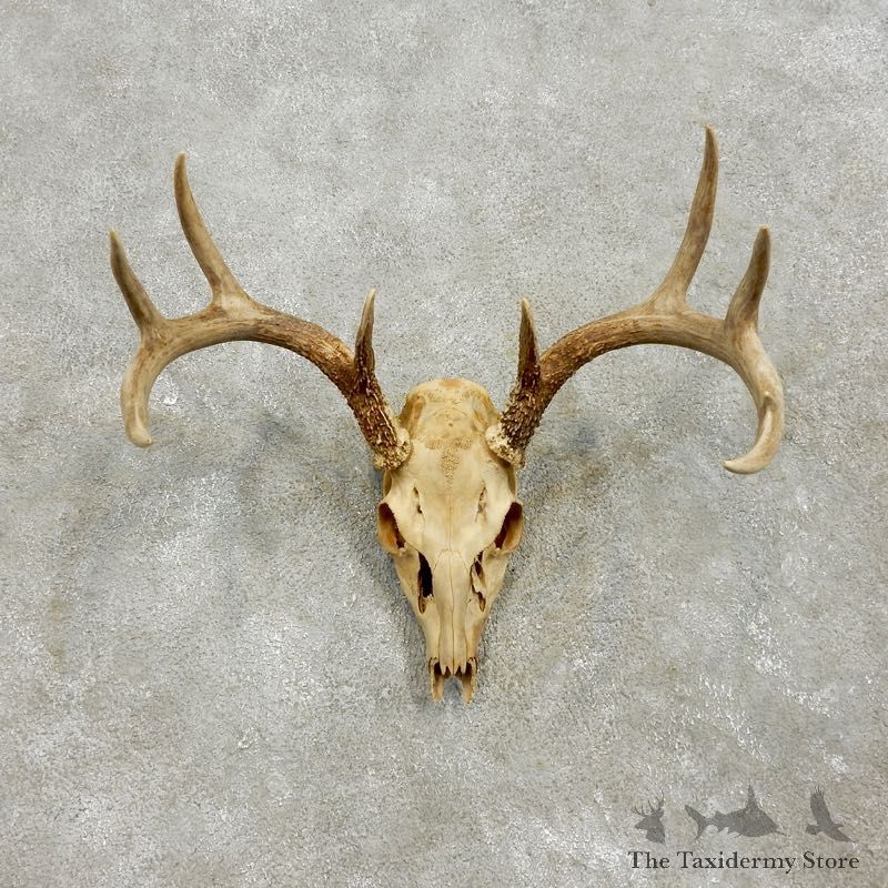 Whitetail Deer Skull European Mount For Sale #17562 @ The Taxidermy Store