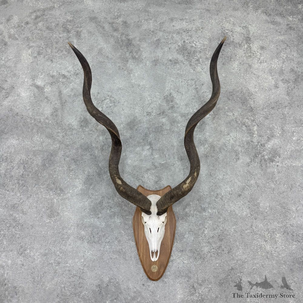 Greater Kudu Skull Horns European Mount For Sale #32404 @ The Taxidermy Store