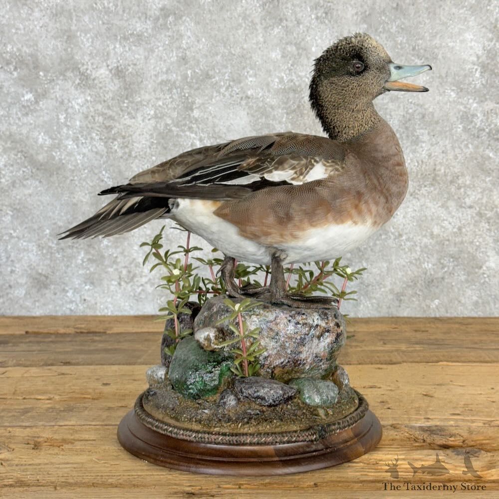 American Wigeon Duck Bird Mount For Sale #28981 @ The Taxidermy Store